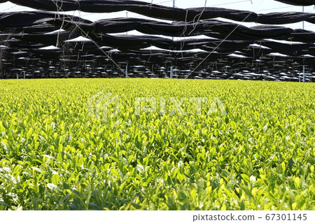 茶園新鮮綠茶 茶園新鮮綠茶 67301145