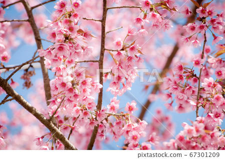 Yoshino cherry Blossoms Yoshino cherry Blossoms 67301209