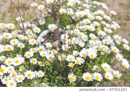 White pot flower White pot flower 67301263