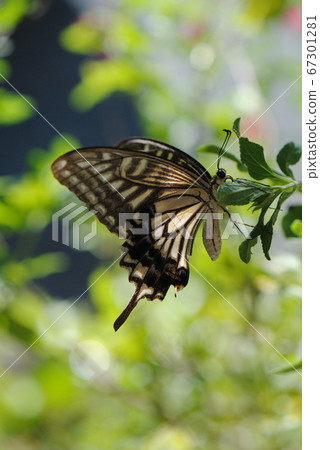 Swallowtail 67301281