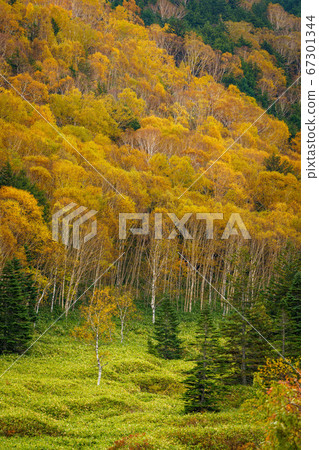Autumn leaves Shiga Kogen Autumn leaves Shiga Kogen 67301344