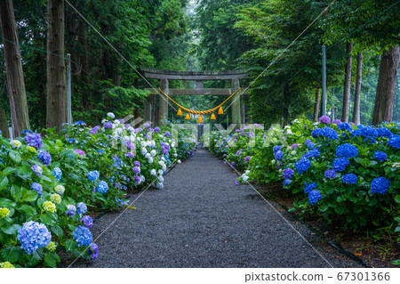To木縣鹿沼市磯山神社的繡球 67301366
