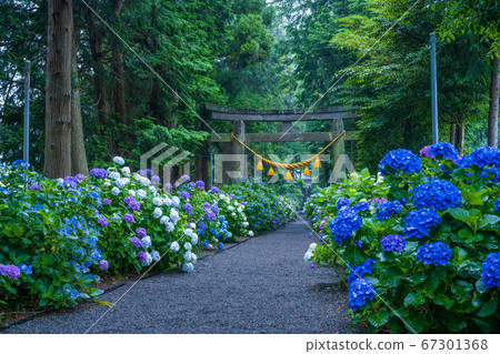 To木縣鹿沼市磯山神社的繡球 To木縣鹿沼市磯山神社的繡球 67301368