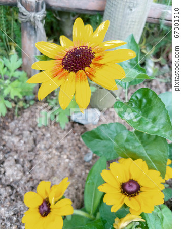 盛開的迷你向日葵2 67301510