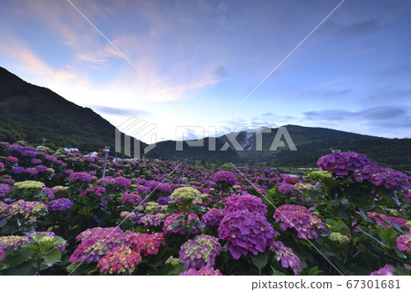繡球花,陽明山繡球花,陽明山,陽明山國家公園,花卉,竹子湖,台北,台灣 67301681