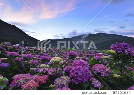Hydrangea, Yangmingshan Hydrangea, Yangmingshan, Yangmingshan National Park, Flowers, Bamboo Lake, Taipei, Taiwan 67301684
