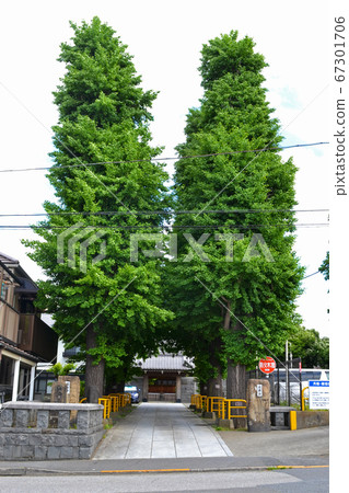 東京北區中里的Enshoji寺和銀杏納米木 67301706