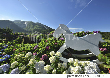 繡球花,陽明山繡球花,陽明山,陽明山國家公園,花卉,竹子湖,台北,台灣,木馬 繡球花,陽明山繡球花,陽明山,陽明山國家公園,花卉,竹子湖,台北,台灣,木馬 67301938