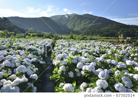 繡球花,陽明山繡球花,陽明山,陽明山國家公園,花卉,竹子湖,台北,台灣 67302014
