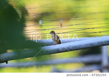 Ogasawara Kawarahiwa 67302203