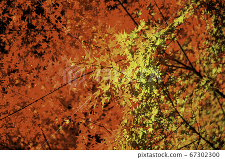 秋葉紅色秋天 67302300