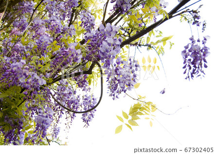 紫藤,花卉,爬藤植物,紫藤花,紫色 67302405