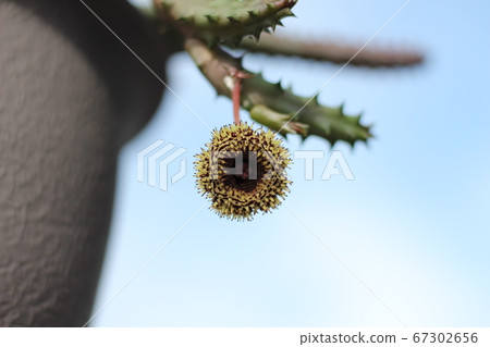 Succulent plant Ferniopsis Succulent plant Ferniopsis 67302656