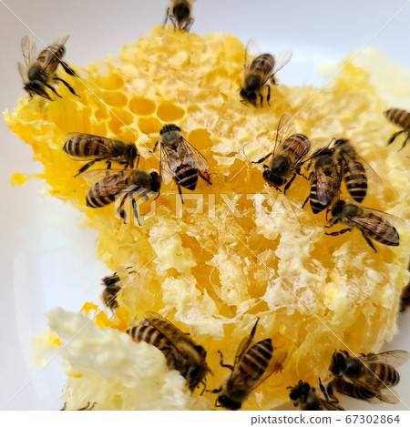 蜂蜜和蜂蜜蜜蜂蜂蜜和蜂蜜蜜蜂巢材料背景 蜂蜜和蜂蜜蜜蜂蜂蜜和蜂蜜蜜蜂巢材料背景 67302864