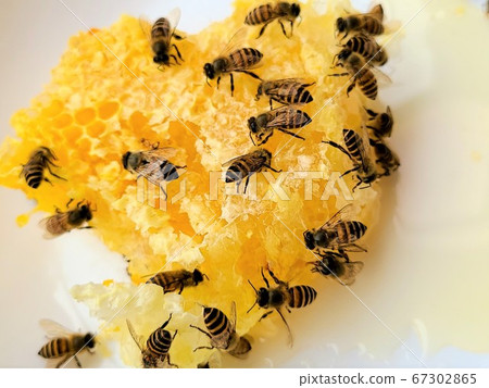 Honey and Honey Bees Honey and Honey Honey Bees Nest Material Background 67302865