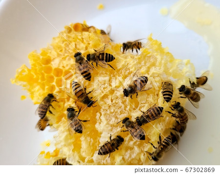 蜂蜜和蜂蜜蜜蜂蜂蜜和蜂蜜蜜蜂巢材料背景 蜂蜜和蜂蜜蜜蜂蜂蜜和蜂蜜蜜蜂巢材料背景 67302869