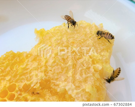 蜂蜜和蜂蜜蜜蜂蜂蜜和蜂蜜蜜蜂巢材料背景 蜂蜜和蜂蜜蜜蜂蜂蜜和蜂蜜蜜蜂巢材料背景 67302884
