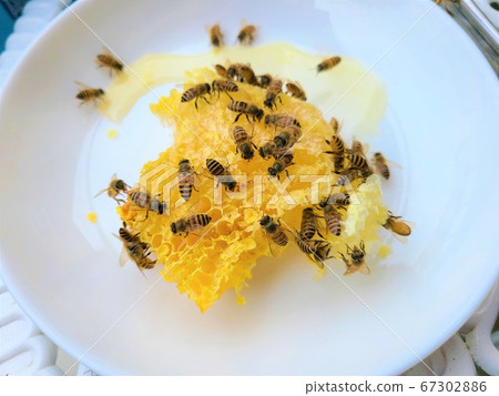 Honey and Honey Bees Honey and Honey Honey Bees Nest Material Background 67302886