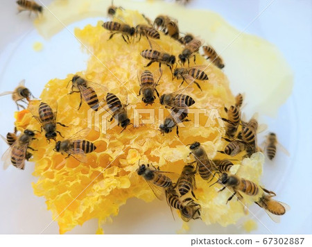 蜂蜜和蜂蜜蜜蜂蜂蜜和蜂蜜蜜蜂巢材料背景 蜂蜜和蜂蜜蜜蜂蜂蜜和蜂蜜蜜蜂巢材料背景 67302887