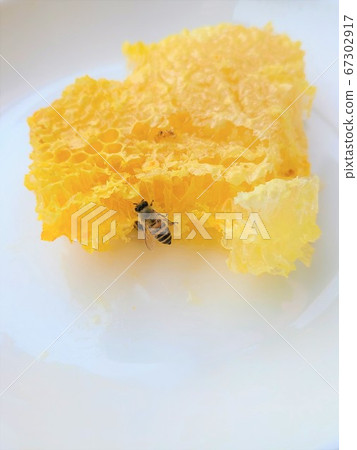 Honey and Honey Bees Honey and Honey Honey Bees Nest Material Background Honey and Honey Bees Honey and Honey Honey Bees Nest Material Background 67302917