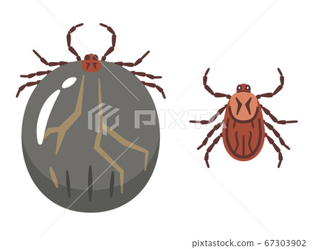 Illustration of the tick before and after blood feeding 67303902