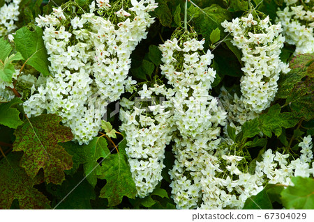 在雨季的美麗的繡球花 67304029