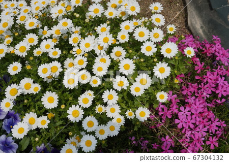 Spring Flower Field Spring Flower Field 67304132