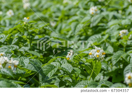 Potato flowers bloomed Potato flowers bloomed 67304357