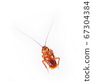 cockroach isolated on white background. 67304384