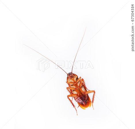 cockroach isolated on white background. cockroach isolated on white background. 67304384