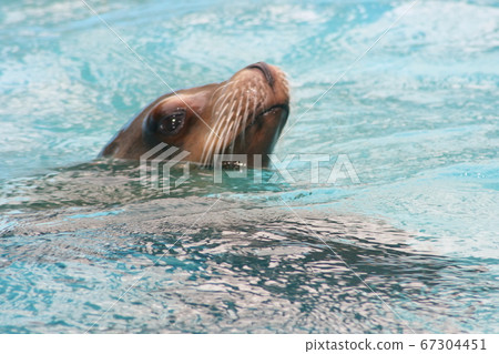 harbor seal  (Phoca vitulina) 67304451