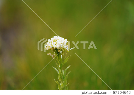 Flower "Hamahatazao" on the beach 67304643