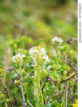 Flower "Hamahatazao" on the beach 67304644