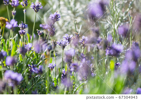 Lavender Lavender 67304943