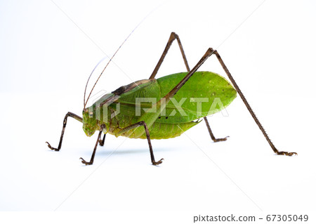 Black rotifer Rhodophyta locustidae Grasshopper insect Male 67305049