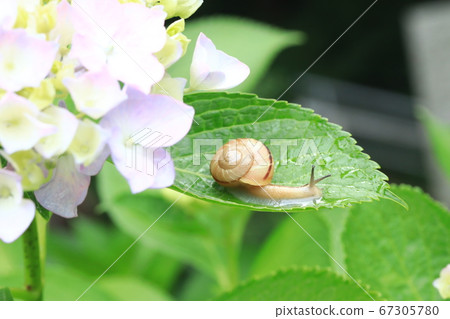 Snail 9162 Snail 9162 67305780