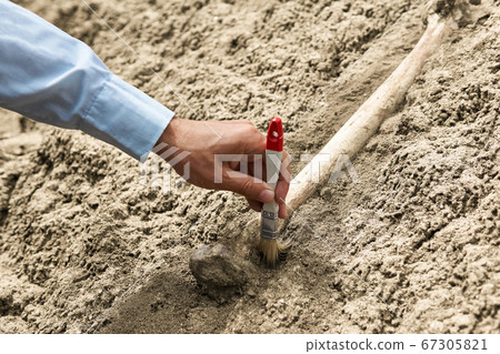 paleontologist's hand with brush cleansing fossil paleontologist's hand with brush cleansing fossil 67305821