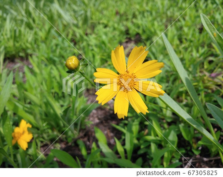 Geumgyeuk in full bloom in the field. Geumgyeuk in full bloom in the field. 67305825