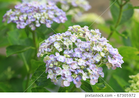 Hydrangea 8099 Hydrangea 8099 67305972