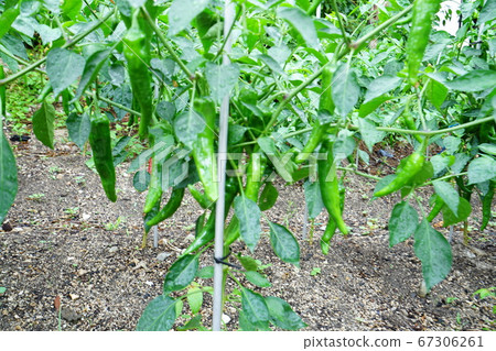 Seongbuk-gu, Jeongneung-dong, Alley 67306261