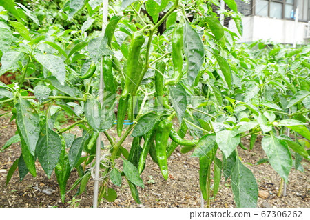 胡同城陵洞城北區 67306262