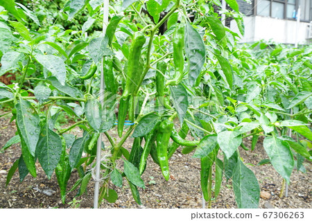 胡同城陵洞城北區 67306263