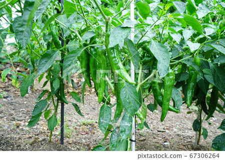 Seongbuk-gu, Jeongneung-dong, Alley 67306264