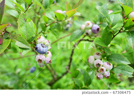 Blueberry fruit 67306475