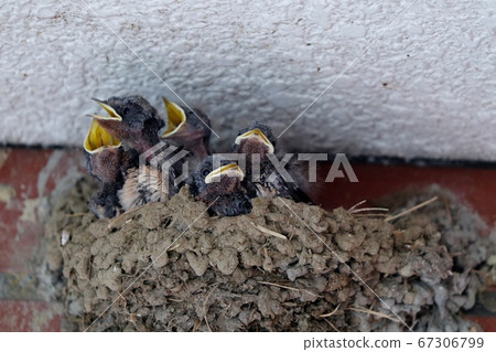 Tsubame "Swallow & Hina" bakery store while raising children 67306799