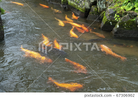 Hida Furukawa風景 67306902