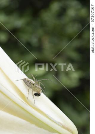 掠食性蜘蛛/ Earbill蜘蛛 67307167