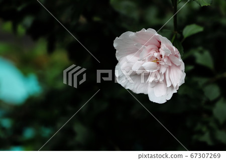 玫瑰沙龍 玫瑰沙龍 67307269