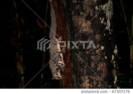 Fukuromomonga Australia Fukuromomonga Australia 67307276