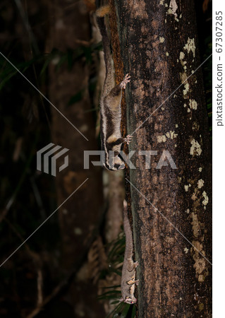 Fukuromomonga Australia 67307285